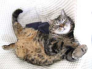 Fall asleep like a warm cat
