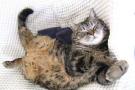 Fall asleep like a warm cat
