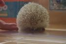Overly defensive and spiky?